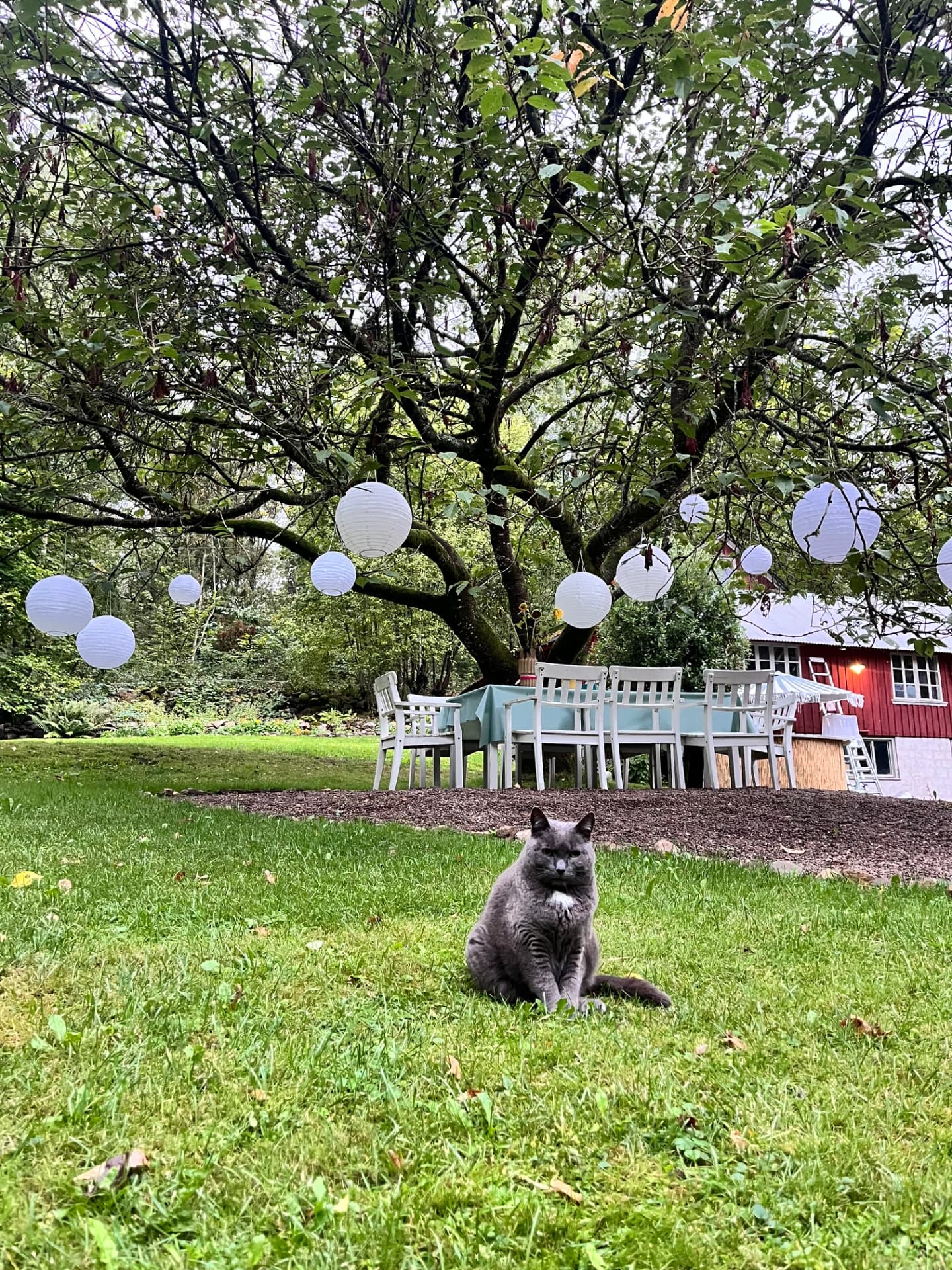En av gårdens katter under äppelträdet